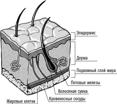 Первая помощь своими руками. Если скорая не спешит Первая помощь своими руками. Если скорая не спешит
