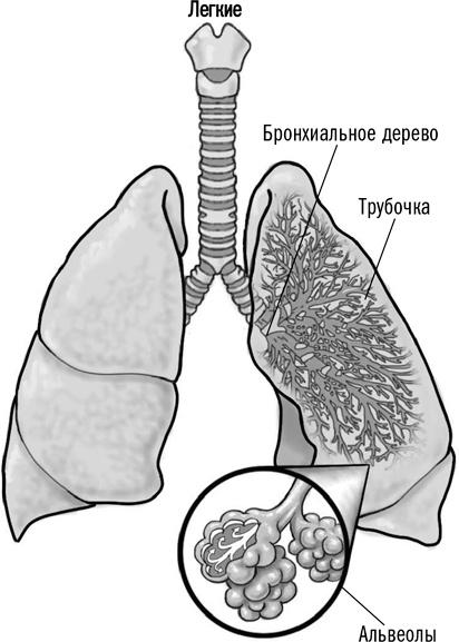 Первая помощь своими руками. Если скорая не спешит Первая помощь своими руками. Если скорая не спешит