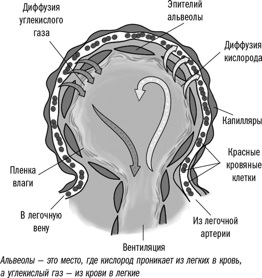 Первая помощь своими руками. Если скорая не спешит Первая помощь своими руками. Если скорая не спешит