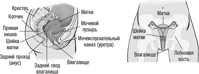 Первая помощь своими руками. Если скорая не спешит Первая помощь своими руками. Если скорая не спешит