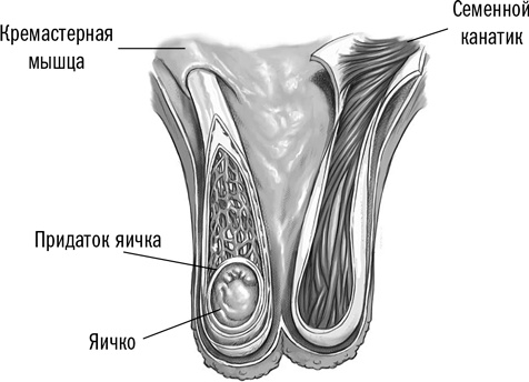 Первая помощь своими руками. Если скорая не спешит Первая помощь своими руками. Если скорая не спешит