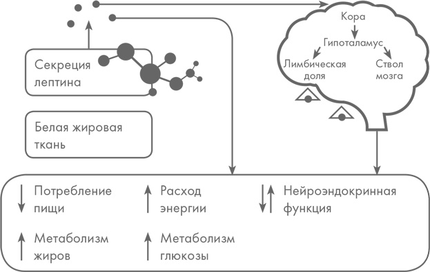 Диетологические глупости. Низвержение мифов Диетологические глупости. Низвержение мифов