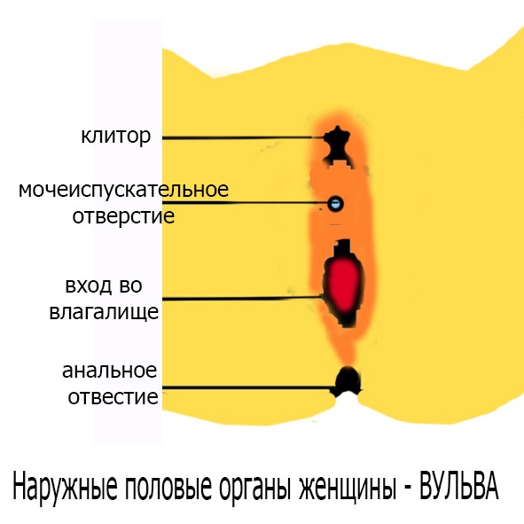 Половое воспитание детей и подростков Половое воспитание детей и подростков