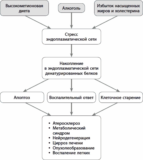 Кишечник долгожителя. 7 принципов диеты, замедляющей старение Кишечник долгожителя. 7 принципов диеты, замедляющей старение