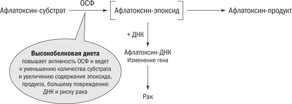 Полезная еда. Развенчание мифов о здоровом питании Полезная еда. Развенчание мифов о здоровом питании