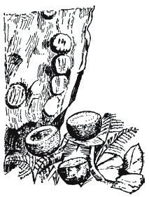 Викинги. Быт, религия, культура