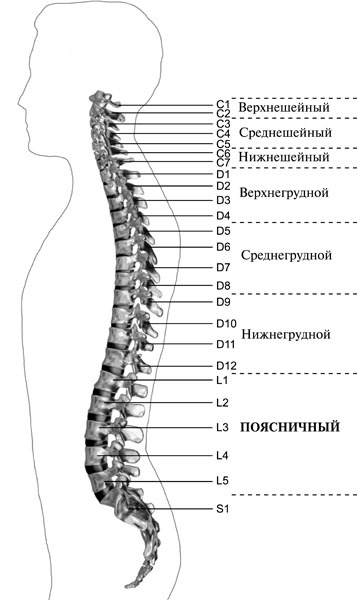 Чтобы спина не болела Чтобы спина не болела
