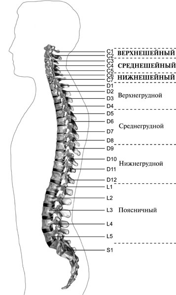 Чтобы спина не болела Чтобы спина не болела