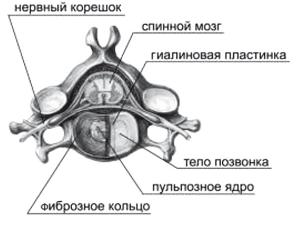 Лучшие методы лечения остеохондроза Лучшие методы лечения остеохондроза