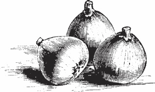 Обед для Льва. Кулинарная книга Софьи Андреевны Толстой Обед для Льва. Кулинарная книга Софьи Андреевны Толстой