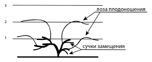 Обрезка винограда. Проверенные способы формировки укрывного винограда в средней полосе России Обрезка винограда. Проверенные способы формировки укрывного винограда в средней полосе России