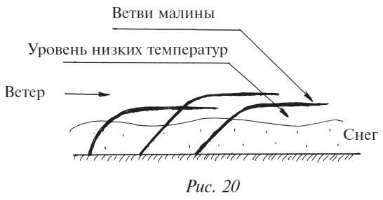 Плодовые кусты вашего сада Плодовые кусты вашего сада