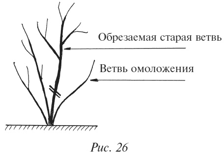Плодовые кусты вашего сада Плодовые кусты вашего сада