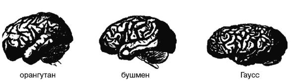 Эректус бродит между нами. Покорение белой расы Эректус бродит между нами. Покорение белой расы