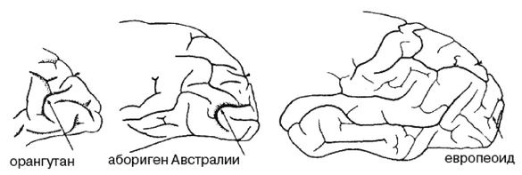 Эректус бродит между нами. Покорение белой расы Эректус бродит между нами. Покорение белой расы