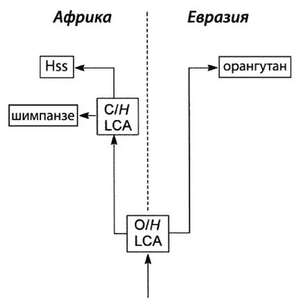 Эректус бродит между нами. Покорение белой расы Эректус бродит между нами. Покорение белой расы