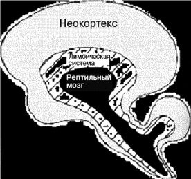 Эректус бродит между нами. Покорение белой расы Эректус бродит между нами. Покорение белой расы