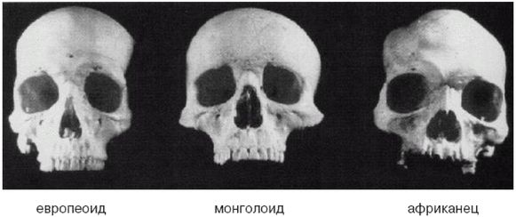 Эректус бродит между нами. Покорение белой расы Эректус бродит между нами. Покорение белой расы