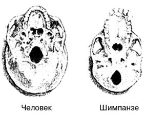 Эректус бродит между нами. Покорение белой расы Эректус бродит между нами. Покорение белой расы
