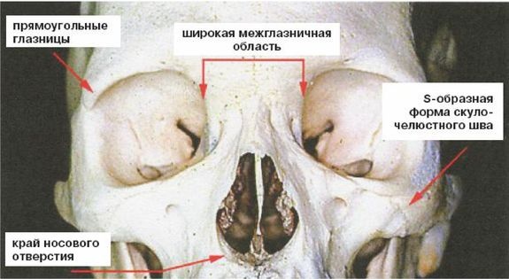 Эректус бродит между нами. Покорение белой расы Эректус бродит между нами. Покорение белой расы