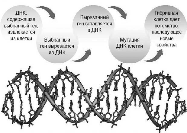 Удивительная генетика