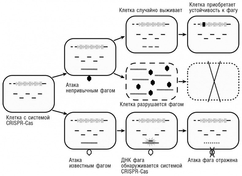Логика случая. О природе и происхождении биологической эволюции Логика случая. О природе и происхождении биологической эволюции