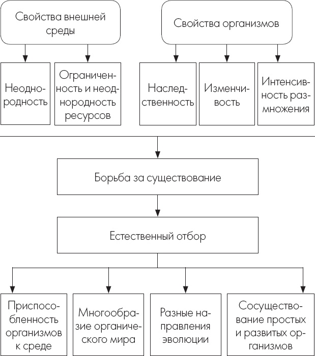 Теория эволюции за 1 час Теория эволюции за 1 час