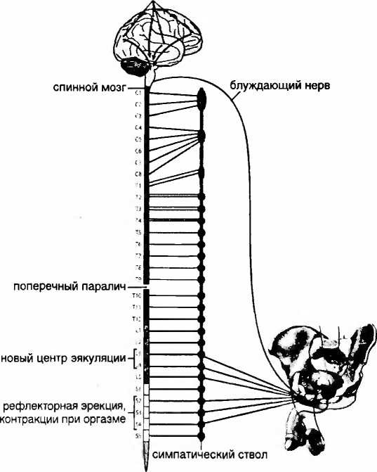Мы - это наш мозг. От матки до Альцгеймера Мы - это наш мозг. От матки до Альцгеймера