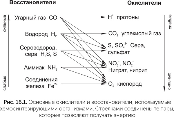Происхождение жизни. От туманности до клетки Происхождение жизни. От туманности до клетки