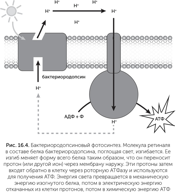 Происхождение жизни. От туманности до клетки Происхождение жизни. От туманности до клетки