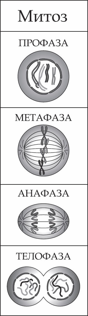 Генетика за 1 час