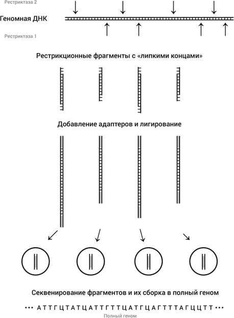 Самая главная молекула. От структуры ДНК к биомедицине XXI века Самая главная молекула. От структуры ДНК к биомедицине XXI века