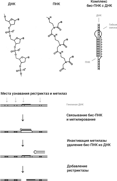 Самая главная молекула. От структуры ДНК к биомедицине XXI века Самая главная молекула. От структуры ДНК к биомедицине XXI века