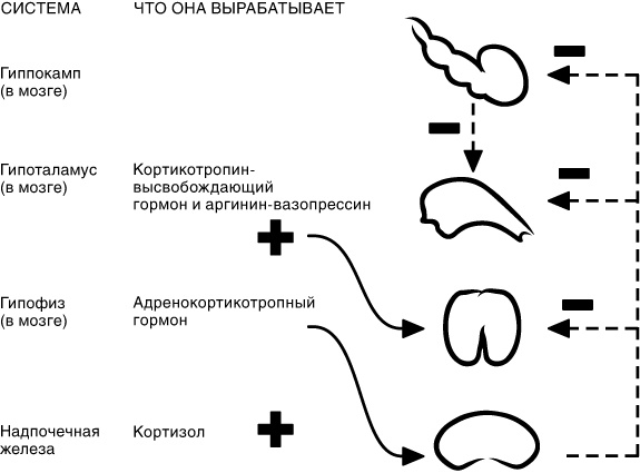 Эпигенетика. Как современная биология переписывает наши представления о генетике, заболеваниях и наследственности Эпигенетика. Как современная биология переписывает наши представления о генетике, заболеваниях и наследственности