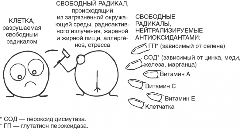 Твой второй мозг - кишечник. Книга-компас по невидимым связям нашего тела Твой второй мозг - кишечник. Книга-компас по невидимым связям нашего тела