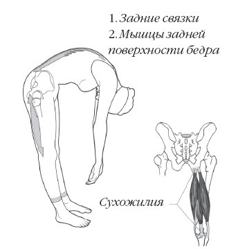 Диагностика и лечение позвоночника. Уникальная система доктора А. М. Уриа Диагностика и лечение позвоночника. Уникальная система доктора А. М. Уриа