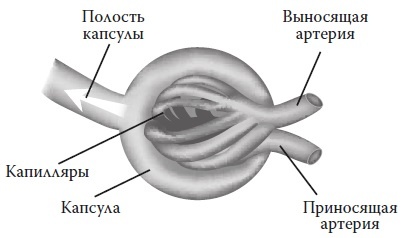 Вся правда о гормонах и не только Вся правда о гормонах и не только