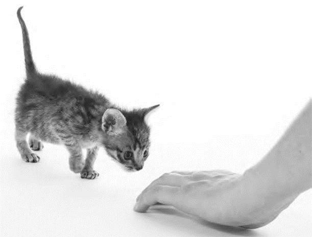 Как воспитать вашу кошку Как воспитать вашу кошку