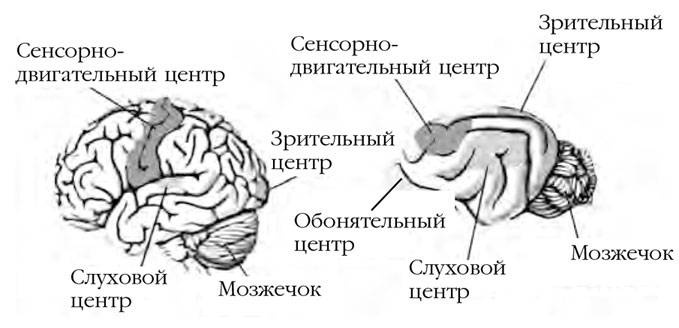 Как воспитать вашу кошку Как воспитать вашу кошку