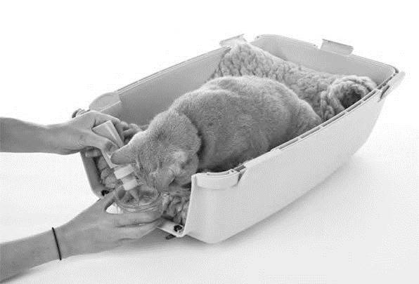 Как воспитать вашу кошку Как воспитать вашу кошку