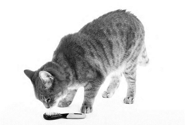 Как воспитать вашу кошку Как воспитать вашу кошку