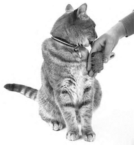 Как воспитать вашу кошку Как воспитать вашу кошку