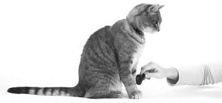 Как воспитать вашу кошку Как воспитать вашу кошку