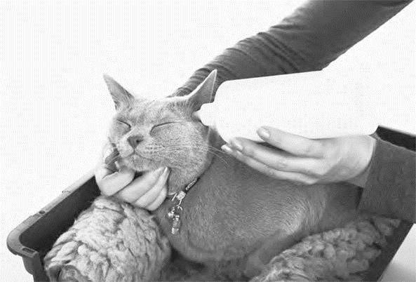 Как воспитать вашу кошку Как воспитать вашу кошку