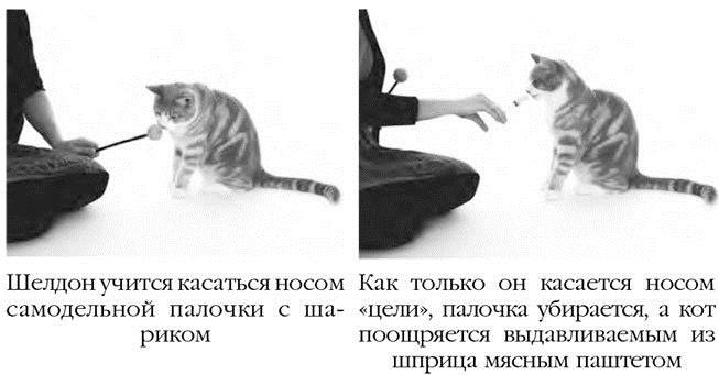 Как воспитать вашу кошку Как воспитать вашу кошку