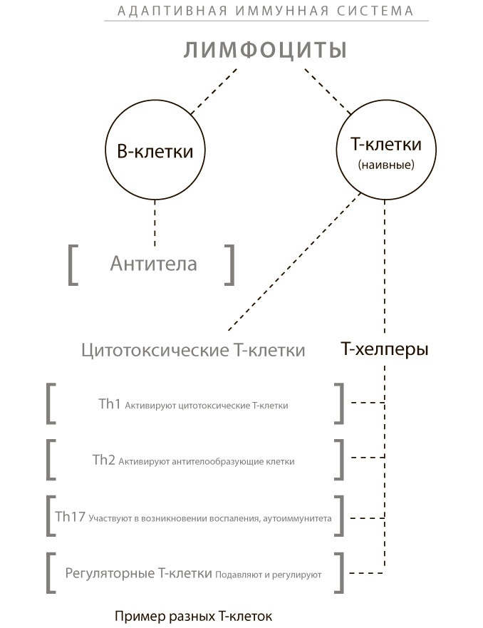 Программа восстановления иммунной системы. Практический курс лечения аутоиммунных заболеваний в четыре этапа Программа восстановления иммунной системы. Практический курс лечения аутоиммунных заболеваний в четыре этапа