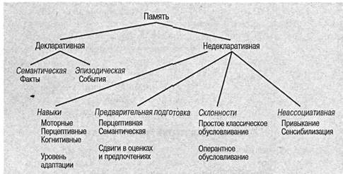 Когнитивная психология Когнитивная психология