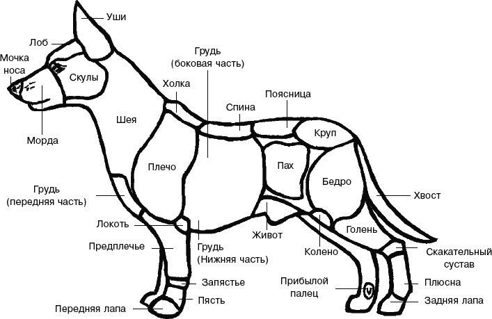 Cобака. Полное руководство по дрессировке и уходу Cобака. Полное руководство по дрессировке и уходу