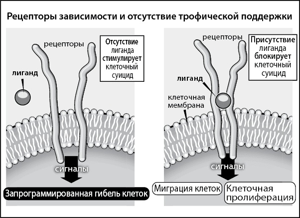 Нестареющий мозг Нестареющий мозг