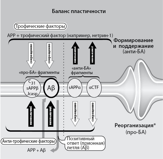 Нестареющий мозг Нестареющий мозг
